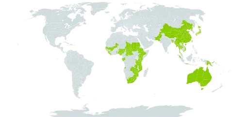 Bulbostylis densa world distribution map, present in Angola, Australia, Burkina Faso, Bangladesh, Central African Republic, China, Ethiopia, Gabon, Guinea, Indonesia, Japan, Kenya, Liberia, Lesotho, Mali, Myanmar, Mozambique, Norfolk Island, Nigeria, Nepal, Pakistan, Philippines, Papua New Guinea, Korea (Democratic People's Republic of), Rwanda, Sudan, Senegal, Sierra Leone, eSwatini, Chad, Togo, Thailand, Taiwan, Province of China, Tanzania, United Republic of, Uganda, Viet Nam, South Africa, Zambia, and Zimbabwe