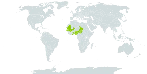 Bulbostylis lanifera world distribution map, present in Ghana, Mali, Mauritania, Nigeria, Senegal, Chad, and Togo