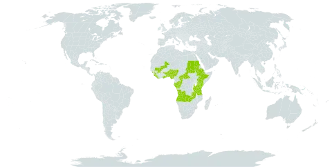 Bulbostylis pusilla subsp. congolensis world distribution map, present in Angola, Benin, Burkina Faso, Central African Republic, Congo, Ethiopia, Gabon, Ghana, Guinea, Kenya, Liberia, Mali, Nigeria, Sudan, Sierra Leone, Togo, Tanzania, United Republic of, Uganda, and Zambia