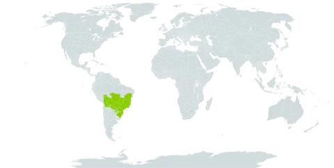 Bulbostylis sphaerocephala world distribution map, present in Bolivia (Plurinational State of), Brazil, and Paraguay