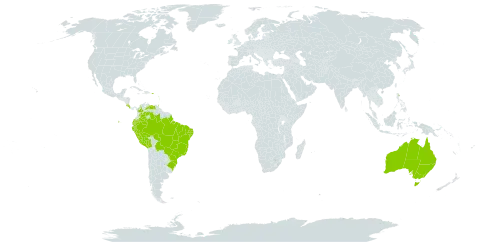 Bunchosia glandulifera world distribution map, present in Australia, Bolivia (Plurinational State of), Brazil, Colombia, Costa Rica, Ecuador, Guadeloupe, Grenada, Montserrat, Martinique, Peru, Puerto Rico, Trinidad and Tobago, and Venezuela (Bolivarian Republic of)