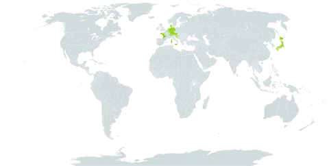 Bunium bulbocastanum world distribution map, present in Austria, Belgium, Switzerland, Germany, Denmark, Spain, France, United Kingdom of Great Britain and Northern Ireland, Croatia, Italy, Japan, Luxembourg, Netherlands, Saint Pierre and Miquelon, and Slovenia