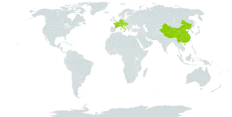 Buphthalmum salicifolium subsp. salicifolium world distribution map, present in Austria, Bosnia and Herzegovina, Switzerland, China, Czech Republic, Germany, France, United Kingdom of Great Britain and Northern Ireland, Croatia, Hungary, Italy, Liechtenstein, Montenegro, Slovakia, and Slovenia