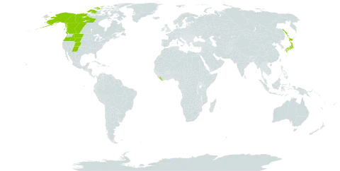 Bupleurum americanum world distribution map, present in Canada, Japan, Liberia, Russian Federation, and United States of America