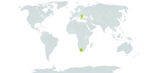 Bupleurum asperuloides world distribution map, present in Bulgaria, Greece, Romania, Ukraine, and South Africa