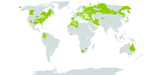 Bupleurum rotundifolium world distribution map, present in Albania, Armenia, Australia, Austria, Azerbaijan, Belgium, Bulgaria, Bosnia and Herzegovina, Belarus, Canada, Switzerland, Colombia, Germany, Algeria, Spain, Estonia, France, United Kingdom of Great Britain and Northern Ireland, Georgia, Greece, Croatia, Hungary, India, Iran (Islamic Republic of), Italy, Japan, Kyrgyzstan, Liberia, Luxembourg, Morocco, Moldova (Republic of), North Macedonia, Montenegro, Netherlands, Pakistan, Poland, Romania, Russian Federation, Serbia, Slovakia, Slovenia, Turkmenistan, Turkey, Ukraine, United States of America, and South Africa