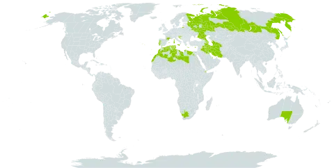 Bupleurum semicompositum world distribution map, present in Anguilla, Australia, Azerbaijan, Bahrain, Cyprus, Djibouti, Algeria, Egypt, Spain, France, Greece, Croatia, Iran (Islamic Republic of), Iraq, Israel, Italy, Kuwait, Libya, Sri Lanka, Morocco, Portugal, Qatar, Russian Federation, Saudi Arabia, Turkmenistan, Tunisia, and South Africa