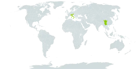 Bupleurum stellatum world distribution map, present in Austria, Switzerland, China, France, and Italy