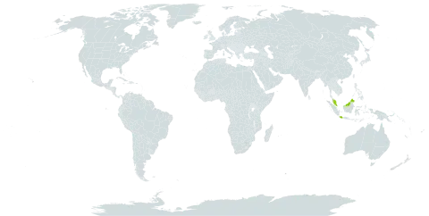 Burmannia bifaria world distribution map, present in Indonesia and Malaysia