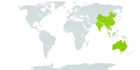 Burmannia disticha world distribution map, present in Australia, China, Indonesia, India, Lao People's Democratic Republic, Sri Lanka, Myanmar, Malaysia, Nepal, Philippines, Thailand, and Viet Nam