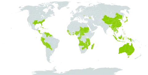 Burmannia world distribution map, present in Angola, Åland Islands, Andorra, Australia, Burkina Faso, Bangladesh, Belize, Bolivia (Plurinational State of), Botswana, Central African Republic, China, Congo, Costa Rica, Cuba, Dominica, Ecuador, Gabon, Georgia, Ghana, Guinea, Guinea-Bissau, Guyana, Honduras, Indonesia, Jamaica, Japan, Lao People's Democratic Republic, Liberia, Moldova (Republic of), Madagascar, Myanmar, Mozambique, Mauritius, Nigeria, Nicaragua, Nepal, Panama, Peru, Philippines, Puerto Rico, Korea (Democratic People's Republic of), Paraguay, Rwanda, Sudan, Senegal, Sierra Leone, Suriname, Chad, Thailand, Taiwan, Province of China, Tanzania, United Republic of, Uganda, United States of America, Venezuela (Bolivarian Republic of), Viet Nam, Zambia, and Zimbabwe