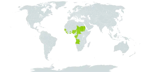 Burmannia latialata world distribution map, present in Angola, Central African Republic, Congo, Gabon, Ghana, Guinea, Guinea-Bissau, Liberia, Nigeria, Sudan, Senegal, Sierra Leone, Chad, and Uganda