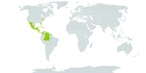 Bursera simaruba world distribution map, present in Anguilla, Antigua and Barbuda, Bonaire, Sint Eustatius and Saba, Bahamas, Belize, Brazil, Barbados, Colombia, Costa Rica, Cuba, Cayman Islands, Dominica, Guadeloupe, Grenada, Guatemala, French Guiana, Guyana, Honduras, Jamaica, Saint Lucia, Mexico, Montserrat, Martinique, Nicaragua, Panama, Puerto Rico, Turks and Caicos Islands, Trinidad and Tobago, United States Minor Outlying Islands, United States of America, Saint Vincent and the Grenadines, and Venezuela (Bolivarian Republic of)