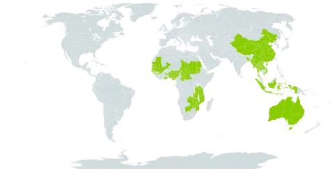 Butomopsis world distribution map, present in Australia, Benin, Bangladesh, Botswana, Central African Republic, China, Ghana, Guinea, Guinea-Bissau, Indonesia, Lao People's Democratic Republic, Mali, Myanmar, Mozambique, Mauritania, Nigeria, Nepal, Sudan, Senegal, Chad, Thailand, Tanzania, United Republic of, Uganda, Viet Nam, Zambia, and Zimbabwe