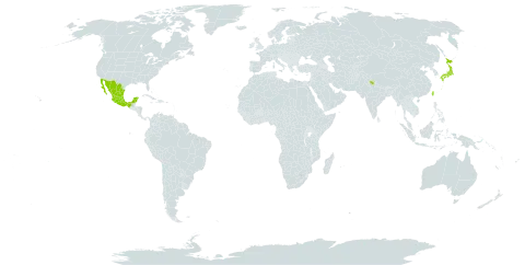 Buxus microphylla world distribution map, present in India, Japan, Mexico, and Taiwan, Province of China