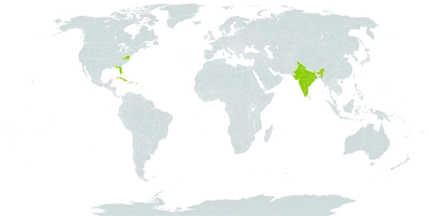 Byrsonima lucida world distribution map, present in Anguilla, Antigua and Barbuda, Bahamas, Barbados, Cuba, Dominica, Guadeloupe, India, Jamaica, Puerto Rico, Turks and Caicos Islands, and United States of America