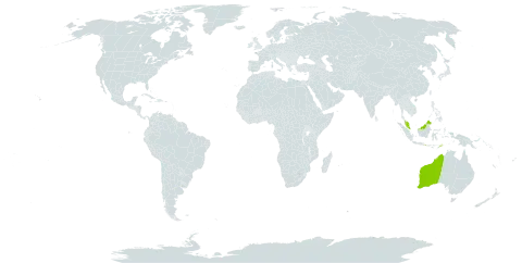 Cadaba capparoides world distribution map, present in Australia, Indonesia, Malaysia, Timor-Leste, and Uruguay