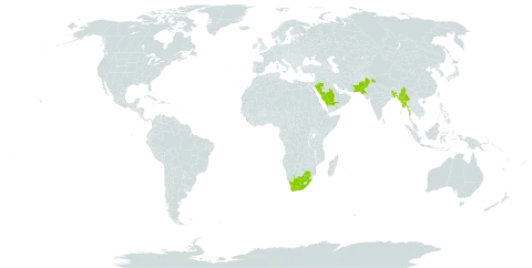 Cadaba fruticosa world distribution map, present in Bangladesh, India, Sri Lanka, Myanmar, Pakistan, Saudi Arabia, and South Africa