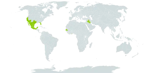 Caesalpinia mexicana world distribution map, present in Ghana, Iraq, Mexico, Senegal, and United States of America