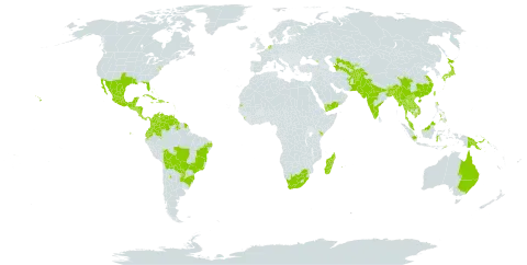 Cajanus cajan world distribution map, present in Afghanistan, Anguilla, Argentina, American Samoa, Antigua and Barbuda, Australia, Azerbaijan, Bangladesh, Bahamas, Belize, Bolivia (Plurinational State of), Brazil, Barbados, Bhutan, China, Colombia, Costa Rica, Cuba, Cayman Islands, Dominica, Dominican Republic, Ecuador, Georgia, Guernsey, Guadeloupe, Grenada, Guatemala, French Guiana, Guam, Guyana, Honduras, Haiti, Indonesia, India, Jamaica, Japan, Kenya, Cambodia, Saint Kitts and Nevis, Lao People's Democratic Republic, Saint Lucia, Sri Lanka, Madagascar, Mexico, Myanmar, Northern Mariana Islands, Montserrat, Martinique, Mauritius, Malaysia, Mayotte, Nicaragua, Netherlands, Nepal, Nauru, Pakistan, Panama, Philippines, Papua New Guinea, Puerto Rico, Paraguay, Réunion, Singapore, El Salvador, Seychelles, Thailand, Tajikistan, Turkmenistan, Timor-Leste, Trinidad and Tobago, Taiwan, Province of China, United States of America, Uzbekistan, Venezuela (Bolivarian Republic of), Viet Nam, Yemen, and South Africa