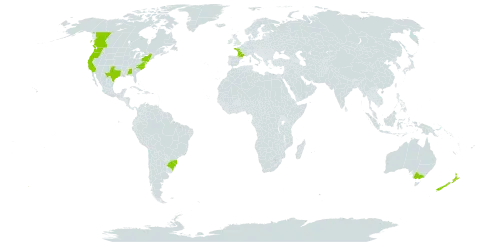 Cakile maritima world distribution map, present in Australia, Brazil, Canada, France, New Zealand, and United States of America