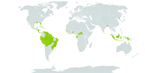 Caladium bicolor world distribution map, present in Andorra, Benin, Bangladesh, Bolivia (Plurinational State of), Brazil, Central African Republic, Cook Islands, Costa Rica, Cuba, Cayman Islands, Dominica, Ecuador, Gabon, Guinea, Guinea-Bissau, Guyana, Honduras, Haiti, Indonesia, Nicaragua, Panama, Peru, Puerto Rico, Korea (Democratic People's Republic of), Suriname, Seychelles, Togo, United States of America, Venezuela (Bolivarian Republic of), and Wallis and Futuna