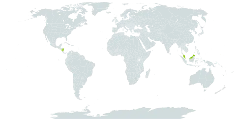 Calamagrostis breviligulata world distribution map, present in Micronesia (Federated States of), Malaysia, and Nicaragua