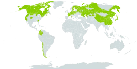 Calamagrostis purpurea world distribution map, present in Austria, Belarus, Canada, Switzerland, Chile, China, Colombia, Czech Republic, Germany, Finland, France, Georgia, Ireland, Japan, Kazakhstan, Montenegro, Netherlands, Poland, Korea (Democratic People's Republic of), Russian Federation, Sweden, and United States of America