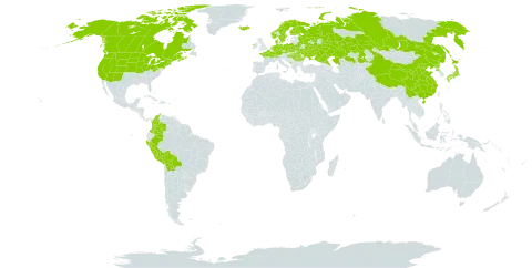 Calamagrostis stricta world distribution map, present in Belarus, Bolivia (Plurinational State of), Canada, Switzerland, China, Colombia, Czech Republic, Germany, Denmark, Finland, France, Micronesia (Federated States of), Hungary, Ireland, Iceland, Japan, Kazakhstan, Montenegro, Netherlands, Norway, Peru, Poland, Korea (Democratic People's Republic of), Romania, Russian Federation, Svalbard and Jan Mayen, Sweden, Turks and Caicos Islands, Ukraine, and United States of America