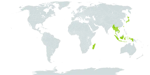 Calanthe masuca world distribution map, present in Indonesia, Japan, Lao People's Democratic Republic, Madagascar, Myanmar, Nepal, Thailand, Taiwan, Province of China, and Viet Nam