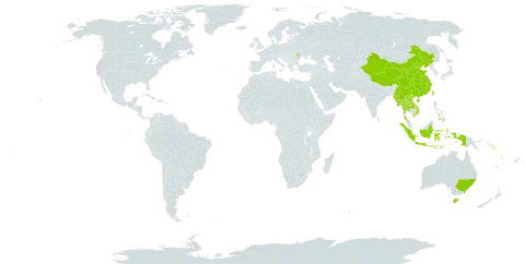 Calanthe triplicata world distribution map, present in Andorra, Australia, China, Fiji, Indonesia, Lao People's Democratic Republic, Moldova (Republic of), Myanmar, Norfolk Island, Philippines, Solomon Islands, Thailand, Tonga, Taiwan, Province of China, Viet Nam, Vanuatu, Wallis and Futuna, and Samoa