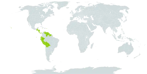 Calathea world distribution map, present in Belize, Bolivia (Plurinational State of), Costa Rica, Ecuador, Guatemala, Guyana, Honduras, Jamaica, Nicaragua, Panama, Peru, Puerto Rico, Suriname, United States of America, and Venezuela (Bolivarian Republic of)