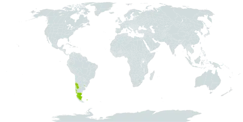 Calceolaria biflora world distribution map, present in Argentina, Chile, Falkland Islands (Malvinas), and Uruguay