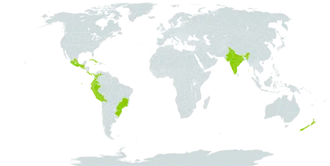 Calceolaria tripartita world distribution map, present in Bolivia (Plurinational State of), Brazil, Colombia, Costa Rica, Cuba, Ecuador, Spain, Guatemala, India, Jamaica, Mexico, Nepal, New Zealand, Panama, Peru, Portugal, El Salvador, and Venezuela (Bolivarian Republic of)