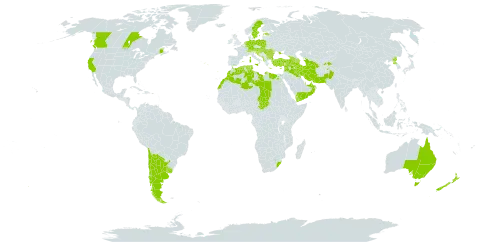 Calendula arvensis world distribution map, present in Afghanistan, Anguilla, Albania, United Arab Emirates, Argentina, Armenia, Australia, Austria, Azerbaijan, Bulgaria, Bahrain, Bosnia and Herzegovina, Canada, Switzerland, Chile, Cabo Verde, Cyprus, Germany, Algeria, Egypt, Spain, Estonia, France, United Kingdom of Great Britain and Northern Ireland, Georgia, Gibraltar, Greece, Croatia, Hungary, India, Iran (Islamic Republic of), Iraq, Israel, Italy, Kuwait, Lebanon, Libya, Luxembourg, Morocco, Monaco, Moldova (Republic of), North Macedonia, Malta, Montenegro, Netherlands, New Zealand, Oman, Pakistan, Poland, Korea (Democratic People's Republic of), Portugal, Qatar, Romania, Saudi Arabia, Serbia, Slovakia, Slovenia, Sweden, Syrian Arab Republic, Chad, Tajikistan, Turkmenistan, Tunisia, Turkey, Ukraine, Uruguay, United States of America, Yemen, and South Africa