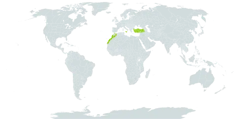 Calendula suffruticosa subsp. fulgida world distribution map, present in Italy, Morocco, Malta, and Turkey