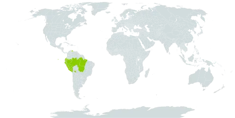 Callaeum antifebrile world distribution map, present in Bolivia (Plurinational State of), Brazil, Colombia, Ecuador, Peru, and Venezuela (Bolivarian Republic of)