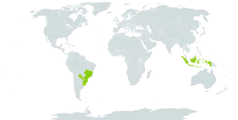 Calliandra foliolosa world distribution map, present in Brazil, Indonesia, Paraguay, and Uruguay