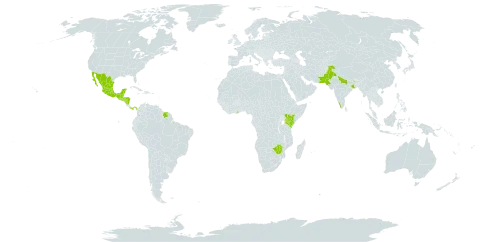 Calliandra houstoniana world distribution map, present in Belize, Ghana, Guatemala, Honduras, India, Kenya, Mexico, Nicaragua, Pakistan, Panama, Singapore, El Salvador, Suriname, and Zimbabwe