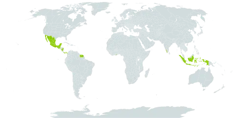 Calliandra houstoniana var. calothyrsus world distribution map, present in American Samoa, Belize, Ghana, Guatemala, French Guiana, Indonesia, India, Sri Lanka, Mexico, Nicaragua, Panama, Singapore, and Suriname