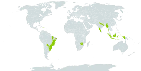 Calliandra selloi world distribution map, present in Argentina, Brazil, Dominican Republic, Indonesia, India, Myanmar, Paraguay, Singapore, Uruguay, and Zimbabwe