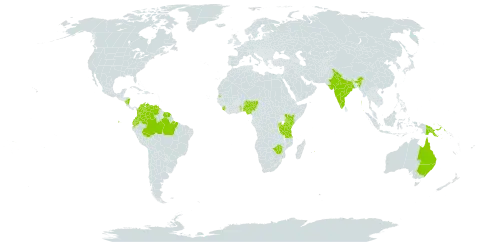 Calliandra surinamensis world distribution map, present in American Samoa, Australia, Burundi, Bonaire, Sint Eustatius and Saba, Brazil, Colombia, Ecuador, French Guiana, India, Kenya, Mauritius, Nigeria, Nicaragua, Papua New Guinea, Rwanda, Sierra Leone, Suriname, Seychelles, Togo, Tanzania, United Republic of, Uganda, Venezuela (Bolivarian Republic of), and Zimbabwe