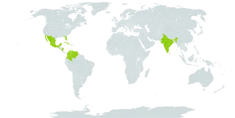 Calliandra tergemina world distribution map, present in Colombia, Cuba, India, Mexico, Nicaragua, El Salvador, United States of America, and Venezuela (Bolivarian Republic of)