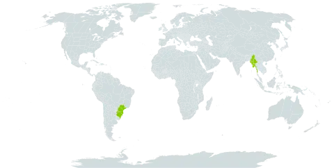 Callianthe amoena world distribution map, present in Argentina, Brazil, Myanmar, and Paraguay