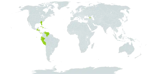 Callisia cordifolia world distribution map, present in Belize, Cuba, Ecuador, Georgia, Guatemala, Honduras, Jamaica, Panama, Peru, United States of America, and Venezuela (Bolivarian Republic of)