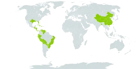 Callisia repens world distribution map, present in Aruba, Bangladesh, Belize, Bolivia (Plurinational State of), Brazil, China, Costa Rica, Cuba, Cayman Islands, Dominica, Ecuador, Guatemala, Honduras, Haiti, Jamaica, Nicaragua, Panama, Peru, Puerto Rico, Paraguay, United States of America, and Venezuela (Bolivarian Republic of)