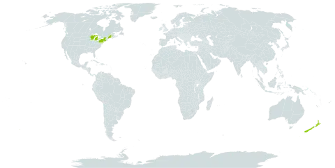 Callistephus world distribution map, present in New Zealand and United States of America