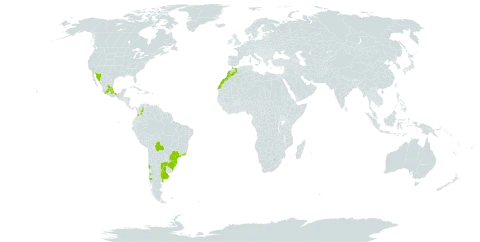 Callitriche deflexa world distribution map, present in Argentina, Bolivia (Plurinational State of), Brazil, Chile, Colombia, Morocco, Mexico, Paraguay, and Uruguay