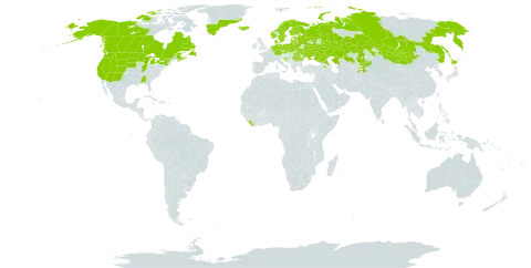 Callitriche hermaphroditica subsp. hermaphroditica world distribution map, present in Armenia, Belarus, Canada, Czech Republic, Germany, Denmark, Estonia, Finland, United Kingdom of Great Britain and Northern Ireland, Greenland, Croatia, Iceland, Japan, Kazakhstan, Kyrgyzstan, Liberia, Lithuania, Latvia, Mongolia, Netherlands, Norway, Poland, Romania, Russian Federation, Sweden, Tajikistan, Ukraine, and United States of America