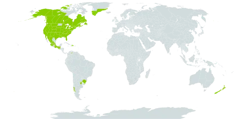 Callitriche heterophylla world distribution map, present in Argentina, Brazil, Canada, Chile, Dominican Republic, France, Greenland, Guatemala, Mexico, New Zealand, United States of America, and Venezuela (Bolivarian Republic of)